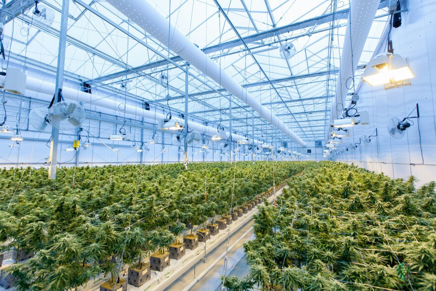 🌿Які характеристики важливі для теплиці для вирощування медичного канабісу?