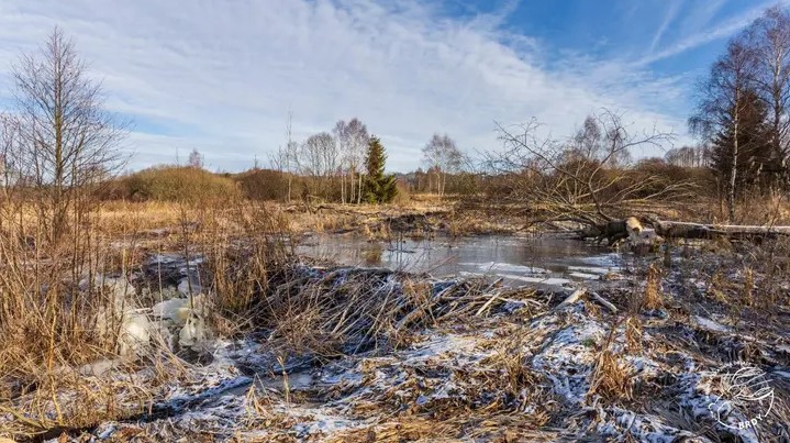 🌊У Чехії бобри звели греблі, зекономивши владі 30 мільйонів крон